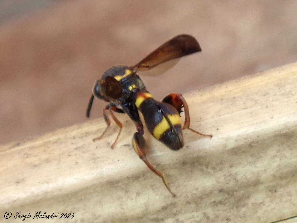 Leucospidae: femmina di Leucospis sinensis